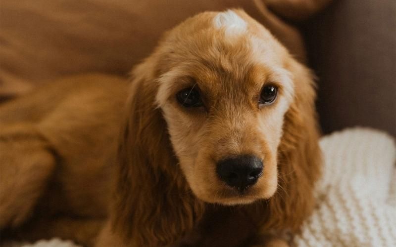 a dog lying on a couch
